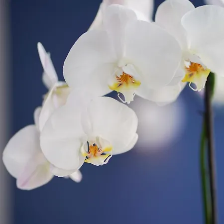 阿米司塔特酒店 酒店 阿姆斯特丹