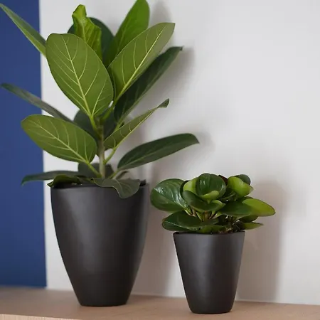 阿米司塔特酒店 酒店 2*